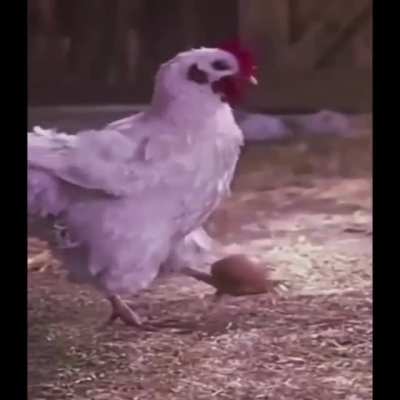 babapro