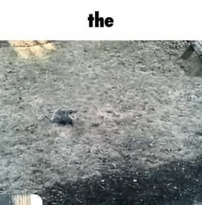 Rule