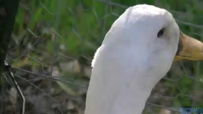duck
