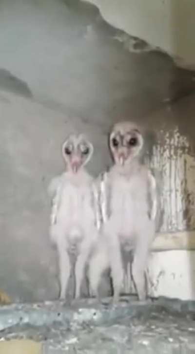 They live inside walls