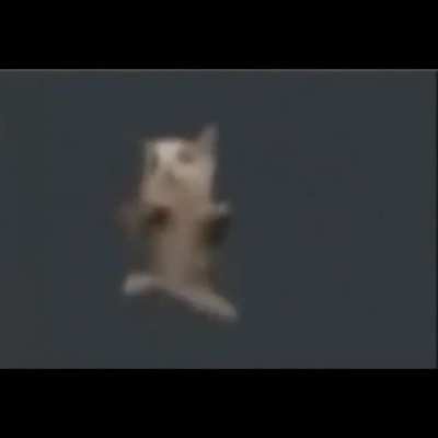 Song from a meme I found on Instagram of a cat dancing quickly.