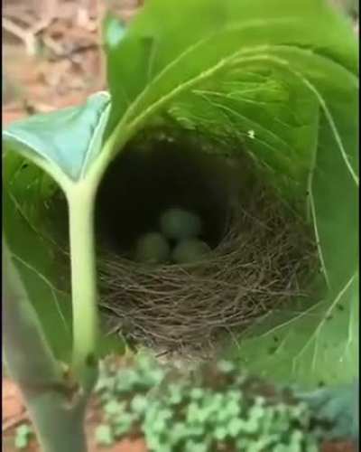 Tailorbird woven nest in a leaf