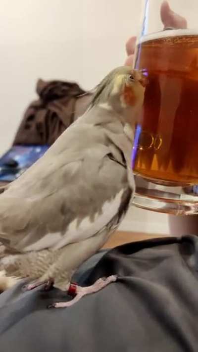 She likes to try and chase the bubbles in glasses of beer 🍻