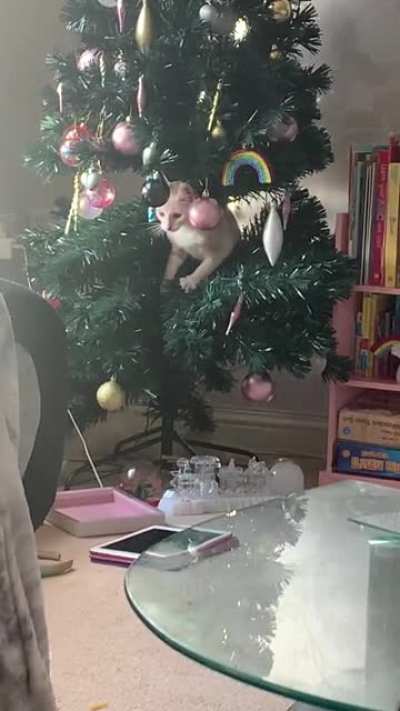 Made me regret putting the tree up early!