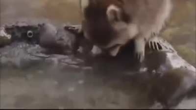 Raccoon loses his cotton candy