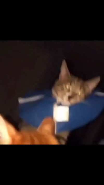 𝓯𝓻𝓮𝓪𝓴𝔂 wunk