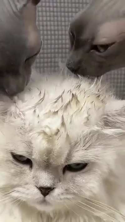 Двое чёрных лысых лижут волос<wbr>атую киску. 18+