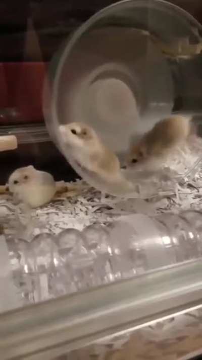Hamster Wheel Race