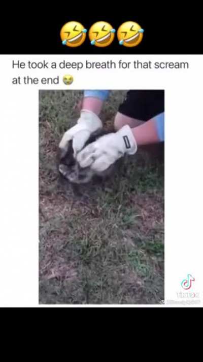 Rescuing a terrified raccoon
