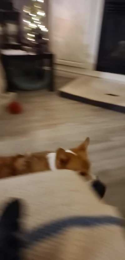 Corgi dropping a subtle hint
