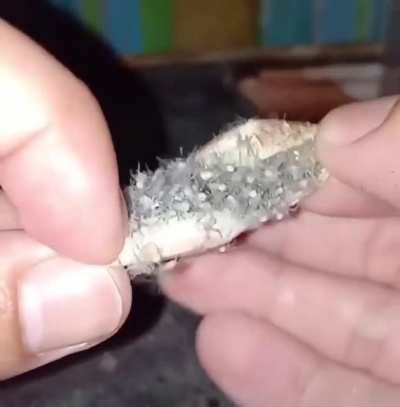 spider unboxing