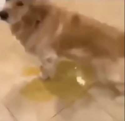 piss dog