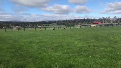 Moo Moo Zoomies