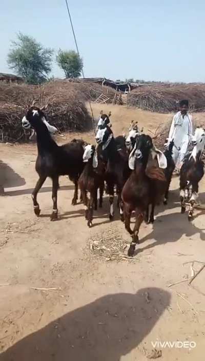 Goats who's back
