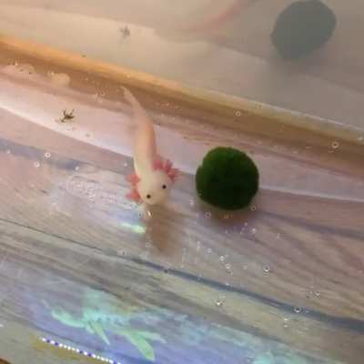 Chili just wants to say hi! 👋 We are still growing our legs so it is a little difficult to swim. Currently being tubbed while the tank finishes cycling! I am obsessed with this baby.