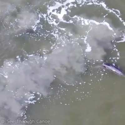 🔥 Dolphin showing her baby the mud net aka mud ring feeding technique
