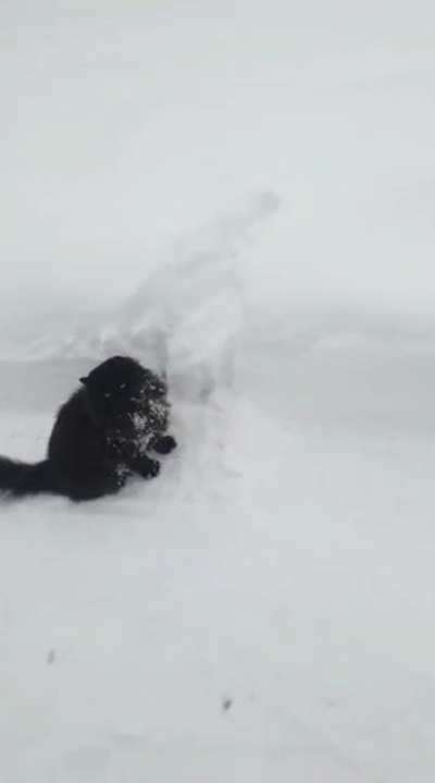 I like snow :3