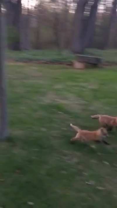 Family of curious pups decided to come say hello. From early this past May in southeast Michigan.