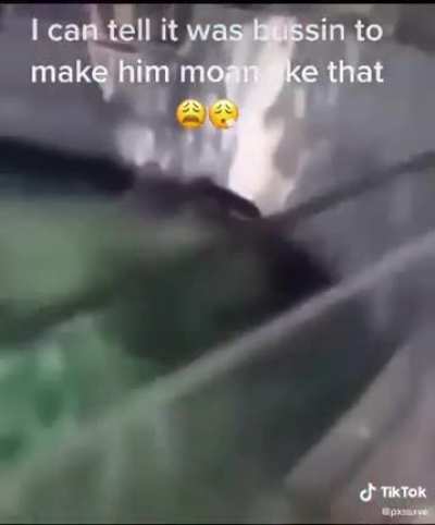 Horny Seal Gets A Load