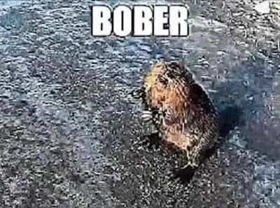 bober