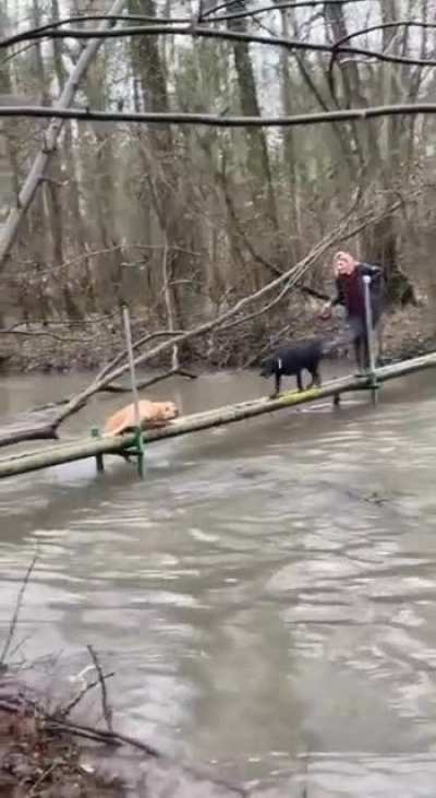 My doggo people need me. OUT OF THE WAY BOI!