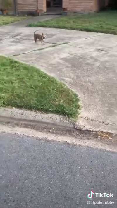 Deadly animal attack