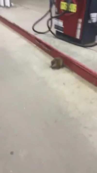 Approaching a rat