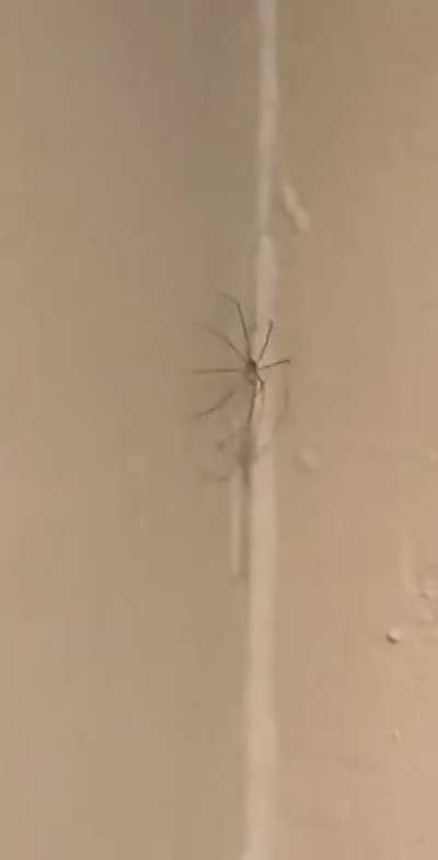 So I found this dancing spider and I added the dancing bug music