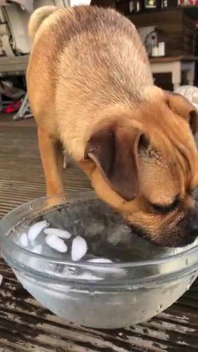 My dog loves ice cube bobbing