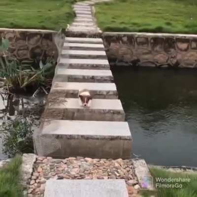 Just carry the poor little dog across