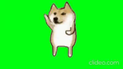 Dogs after urinating anywhere..