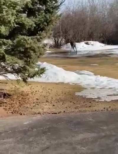 Young moose breaking the ice and playing in the puddle
