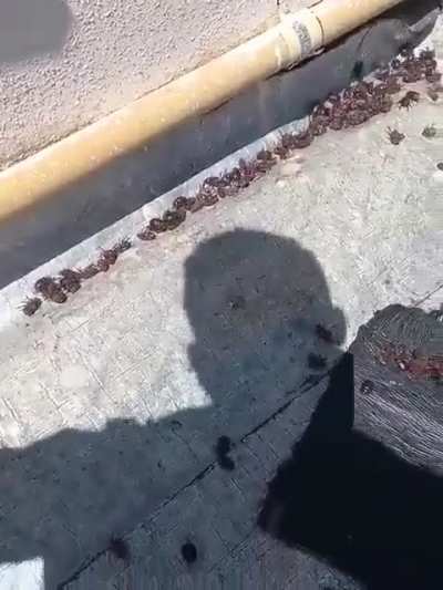 Brown Beetle infestation in Argentina