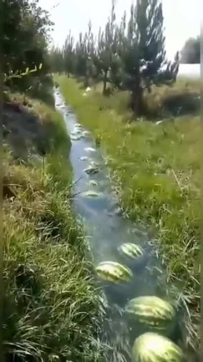 my melon people need me