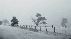 Snow and Kangaroos are not a combination you see every day