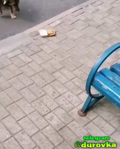 The dog was never hungry.
