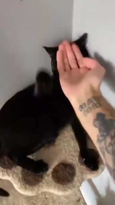 man and cat fight