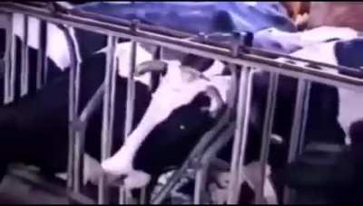 Vacas rebeldes