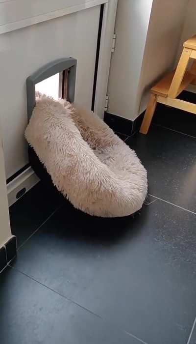 Doggo on a mission