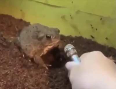 Frog