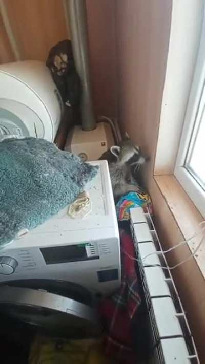 Хотите еноти<wbr>ка?
