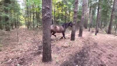 Horse kicks tree,farts on dog then runs away.