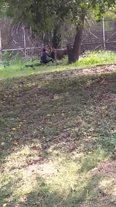 Drunk man jumped in a lion cage (Delhi zoo,India).