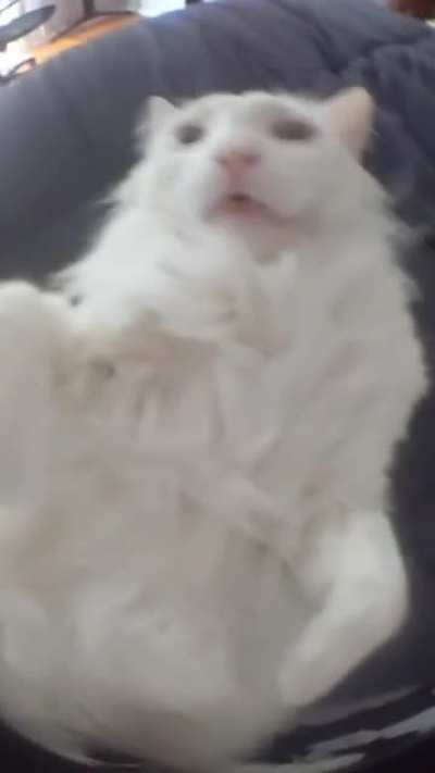 cat wtf???