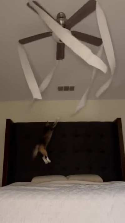 Cat didn't consider atmospheric resistance, the delta as the tissue rolls circles around, the centrifugal force, and his own inertia, <add some physics words>; or idk im not a cat nor a physicist
