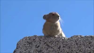 Freddie Hamstercury