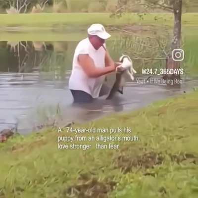 Fighting the alligator for dog