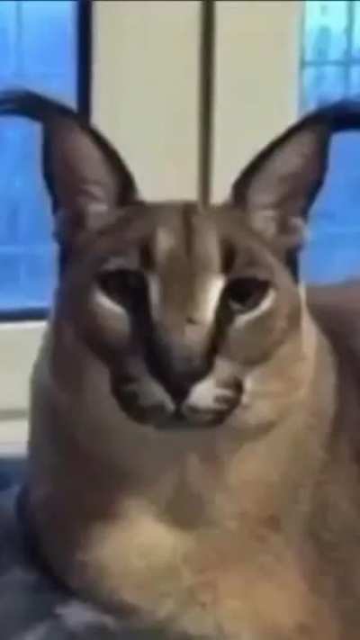 ö
