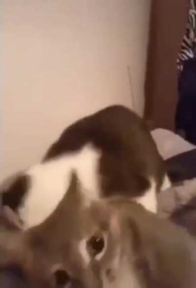 Poor kitty