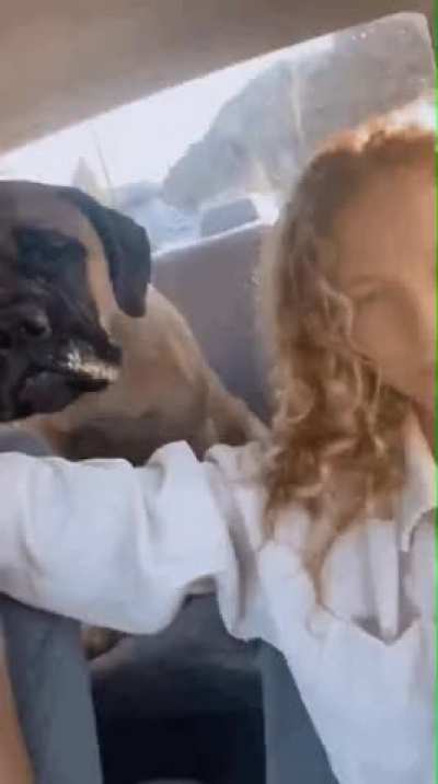 What the dog doin